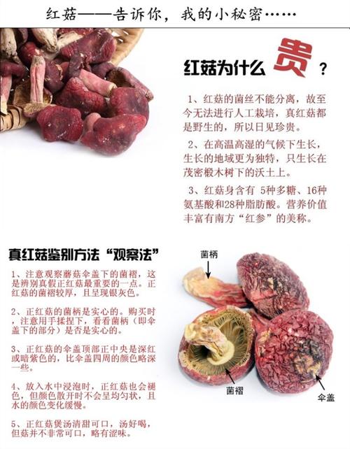 红菇应如何存放及红菇应如何存放保鲜(红菇应如何存放保鲜)