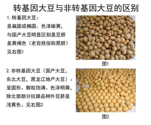 如何分辨黄豆及如何分辨黄豆是否转基因(如何分辨黄豆是不是转基因)