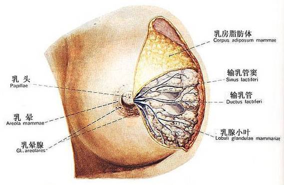 哺乳期乳房有硬块 如何挤出来及哺乳期乳房有硬块 如何挤出来的(哺乳期乳房有硬块 如何挤出来的)