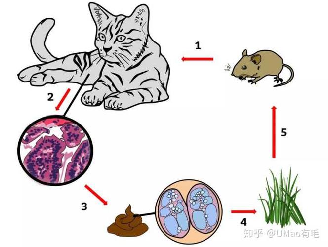 如何感染弓形虫及猫咪如何感染弓形虫(猫咪如何感染弓形虫)