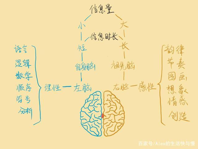 记忆到底是怎么产生的？大脑是如何记忆