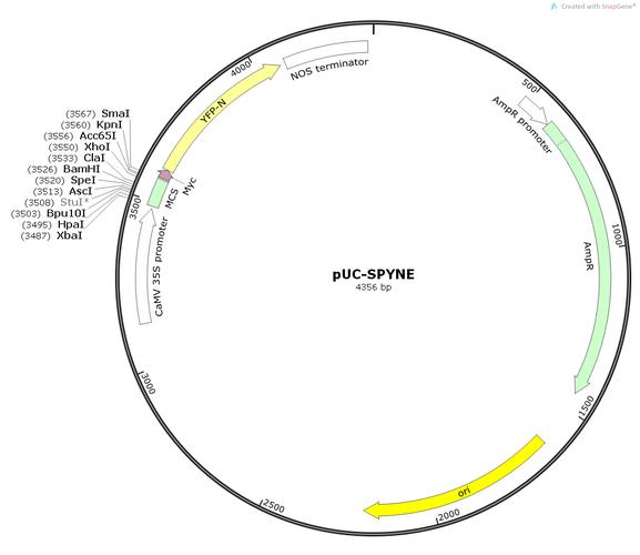 puc19质粒是什么质粒？puc系列载体 如何导入基因