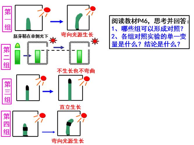 生长素为什么能除杀田间的双子叶植物？人体如何分解生长素