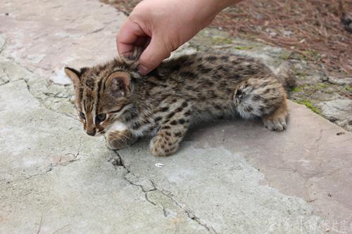 野猫来家里生崽要不要赶走？风水如何来