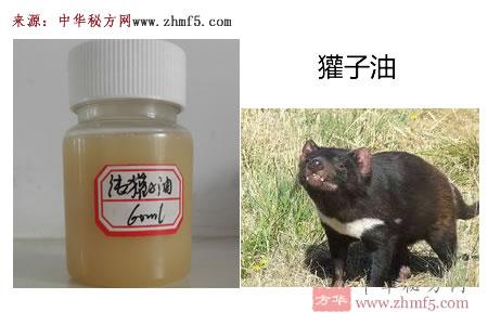 獾子可以长多大？獾子油如何保存