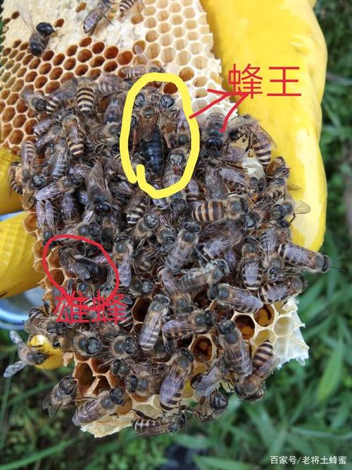 怎样辨别蜂王？如何识别蜂王