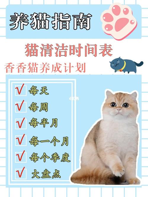 猫作息时间？如何改变猫的作息