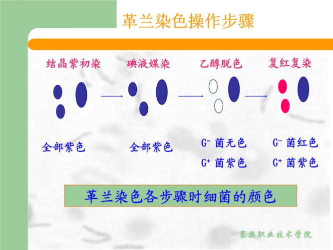 革兰染色的步骤与结果？如何杀死格兰氏菌