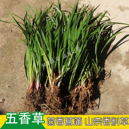 五香草的种植方法冬季？如何种香草