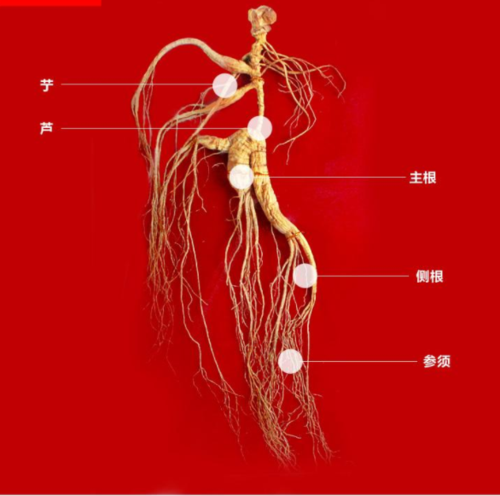 人参的参加什么部首是一个字？如何认识人参