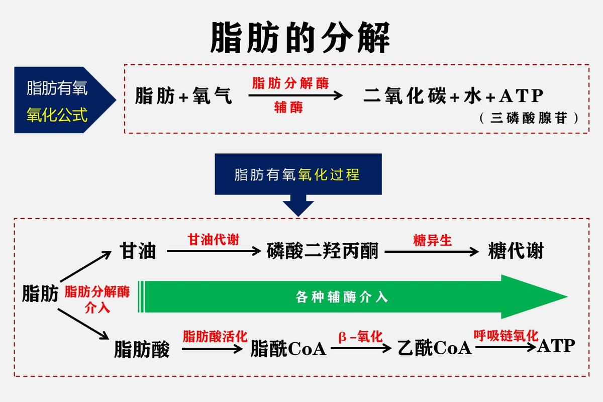 吃什么能分解脂肪？如何分解脂肪