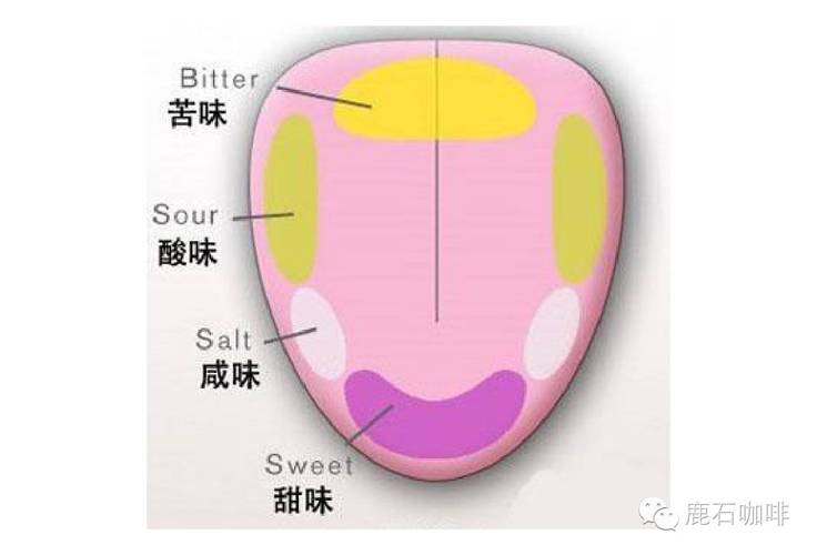 味觉是哪个器官决定的？如何让舌尖恢复味觉