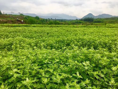 五月艾的种植方法？红艾是如何种植的