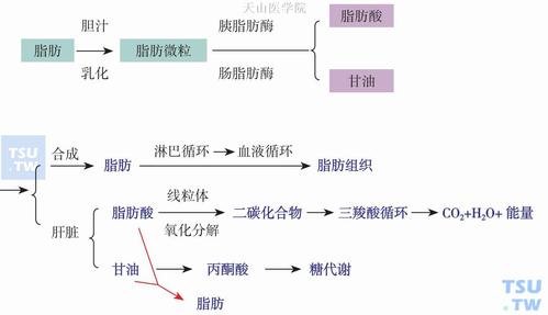 脂肪代谢是什么意思？如何调整脂代谢