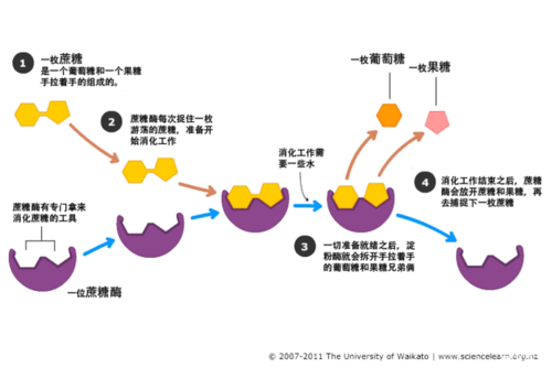 果糖人体消化吸收过程？注射葡萄糖如何被吸收