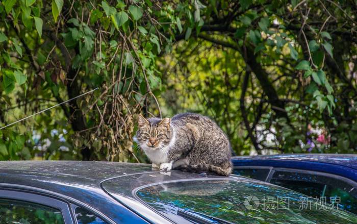 猫坐在车上有什么寓意？如何防止猫咪上车顶