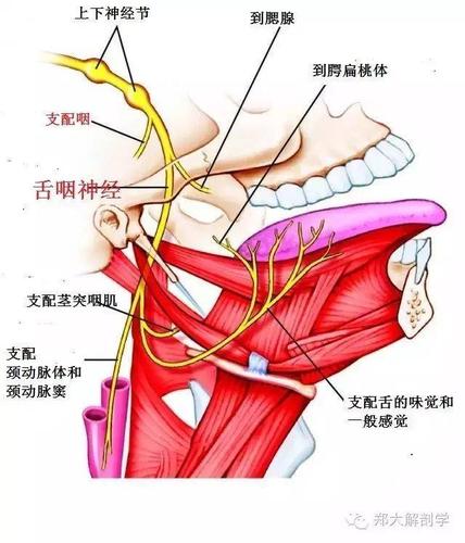 拔牙舌神经损伤属医疗事故吗？舌头神经如何确诊