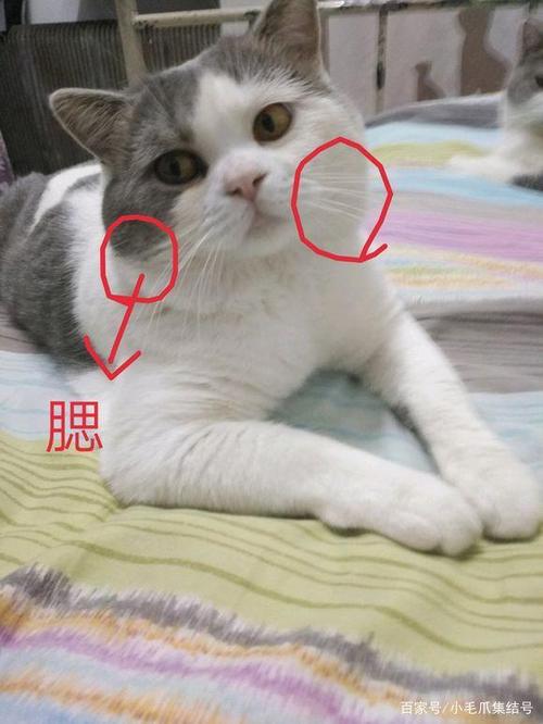 猫腮怎么变大？猫如何喂养才长腮