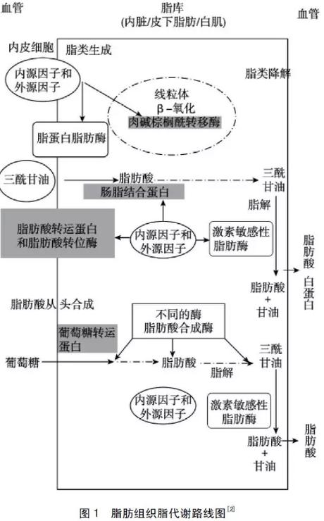 脂肪转化成糖的过程？人体内脂肪酸如何转化糖