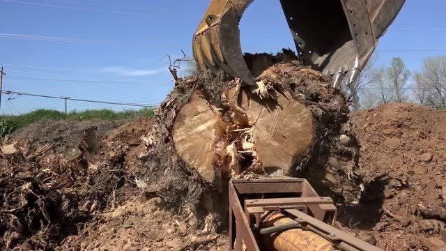 砍完的树桩怎么尽快腐烂？如何锯树根