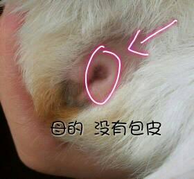 荷兰猪胀气怎么辨别？如何分辨宝宝腹胀