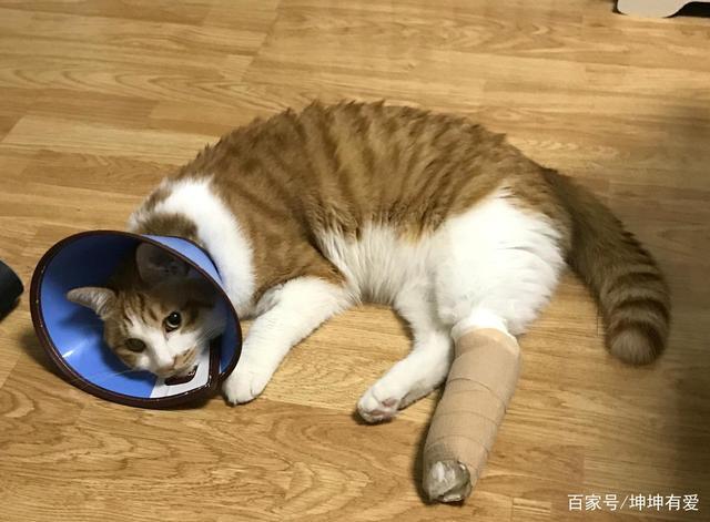 紧急求助我家猫咪脱臼了请救救它？猫脱臼如何接