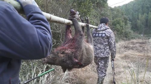 为什么不能捕猎野猪？如何猎杀野猪