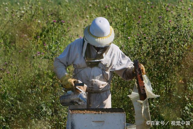 怎样给蜜蜂人工降温？蜜蜂如何降温