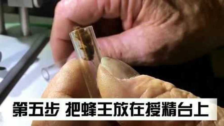 什么是蜂王人工授精？怎样进行？人工援精如何进行