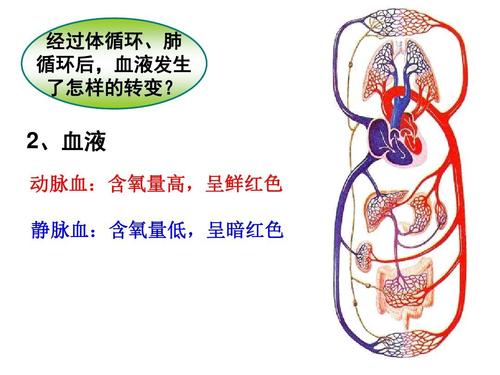 动脉血和静脉血的流经过程？毛细血管再生的基本过程如何