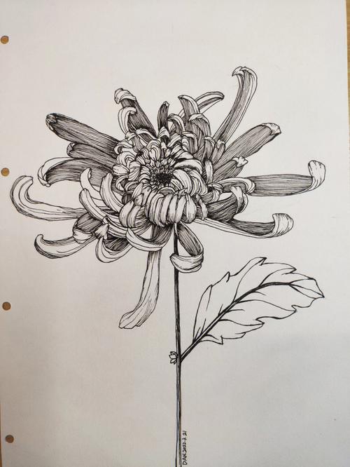 菊花的细致描绘画？如何画好菊花