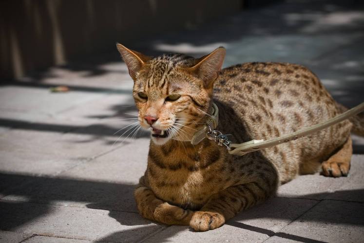 猫最贵十大品牌排行榜？如何买到阿什拉猫