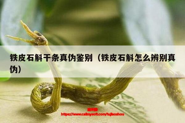 怎么辨别铁皮石斛真伪，用什么方法？如何辨别石斛