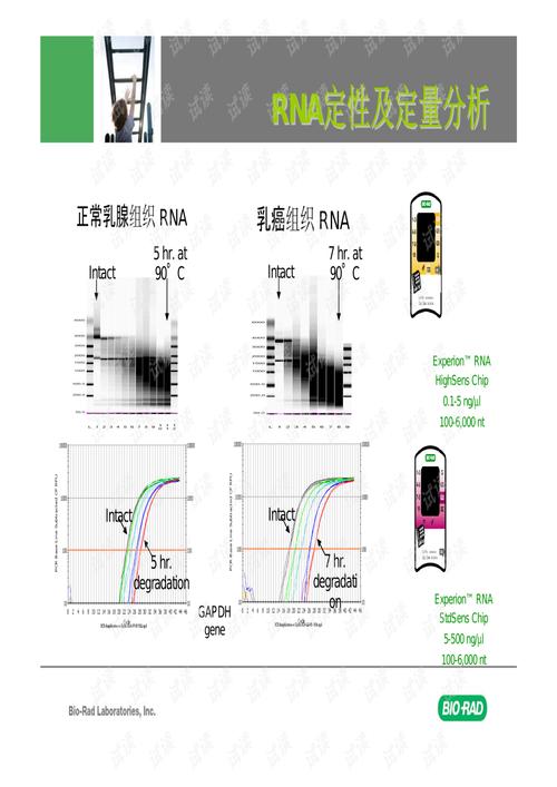 pcr实验结果分析？如何分析pcr图片