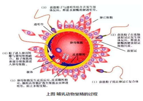 透明带反应产生了什么物质、？可以阻止其他精子顶体酶的功能？如何提高精子顶体酶活性