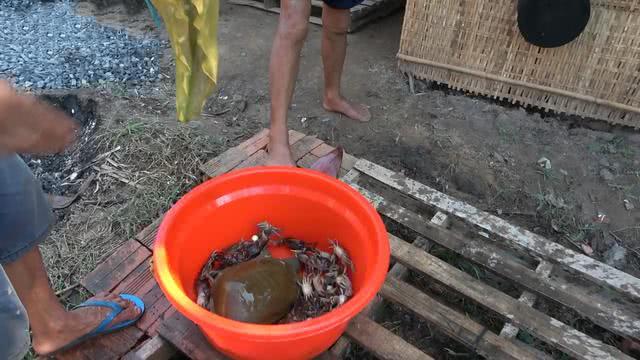 抓甲鱼手法？螃蟹如何捕食