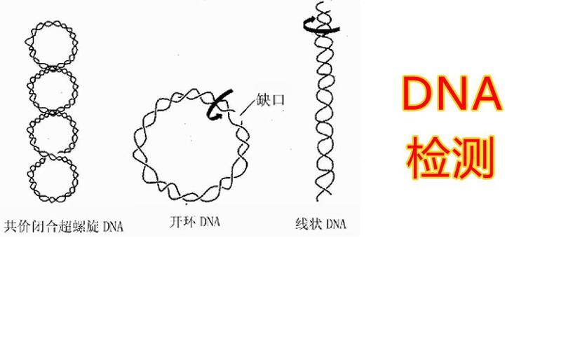 构建质粒表达载体为什么要先连T载再连pmv261？质粒酶切后如何判断是否连接成功