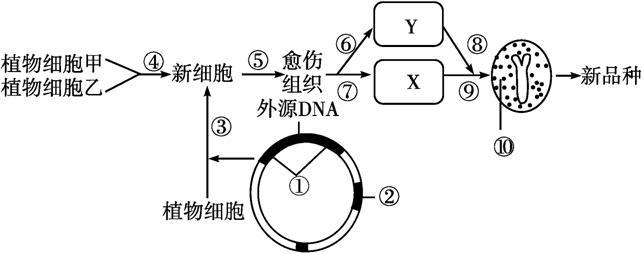 为何将目的基因插入到ti质粒上？如何将目的基因和质粒结合成重组质粒