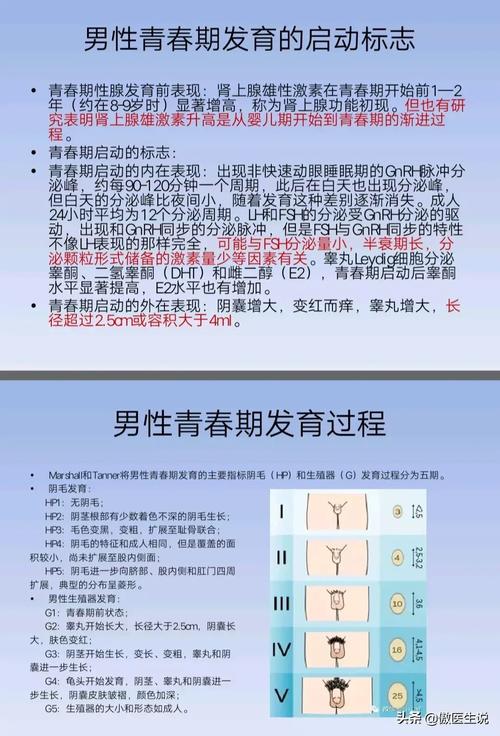 男孩发育先长哪里的毛？如何阴茎变大边长