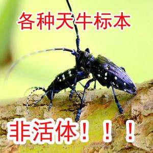 山水牛幼虫养殖条件？大牙土天牛如何生长