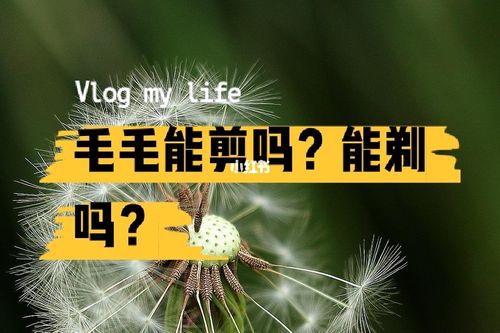 头发毛毛的怎么办？饮食上如何调节毛多