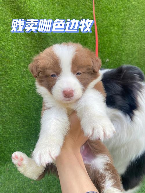 边牧犬怎么样的品相最好？边牧如何看品相