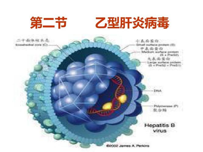 乙肝病毒生存条件是什么？病毒如何生存