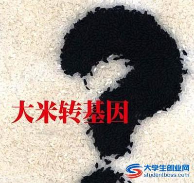 怎么辨别转基因大米？转基因大米如何分辨