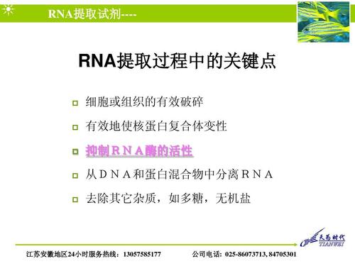 限制酶不能切割rna，那么有切割rna的酶吗，有的话叫什么？如何破坏限制性酶