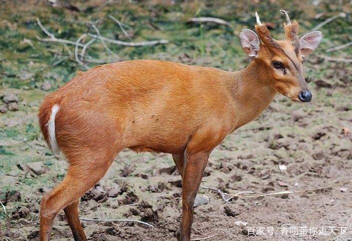 鹿叫预示着什么？鹿如何叫