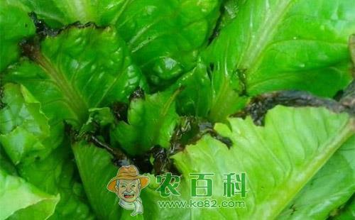 生菜叶子脆用什么药？新高脂膜农药效果如何