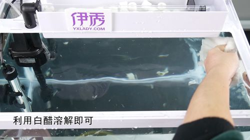 水垢清除妙招鱼缸？如何去除鱼缸水垢