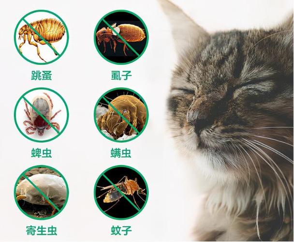 养猫怎么防跳蚤？如何防止猫生跳蚤