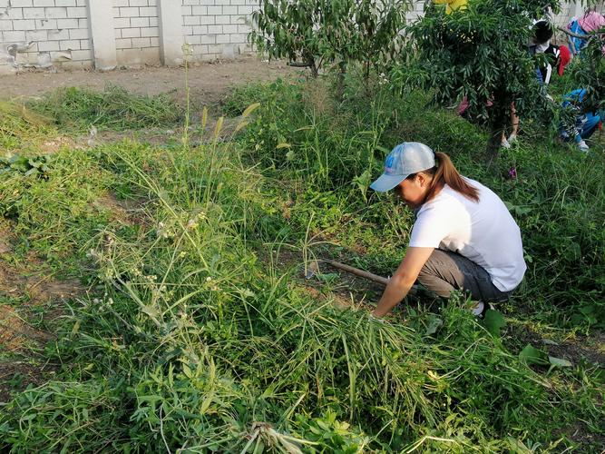 除杂草方法？如何除杂草